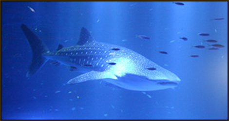 のとじま水族館
