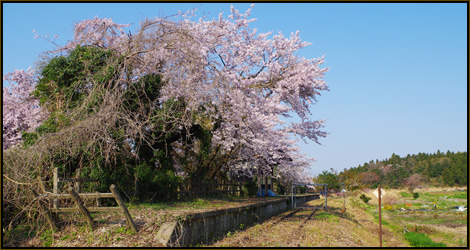 桜の名所 能登さくら駅